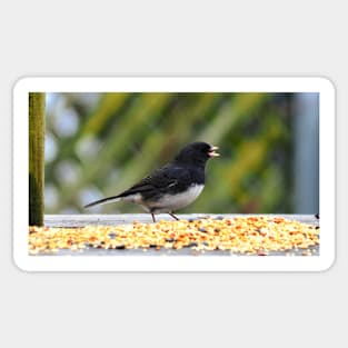 Hungry Dark-eyed Junco Sticker